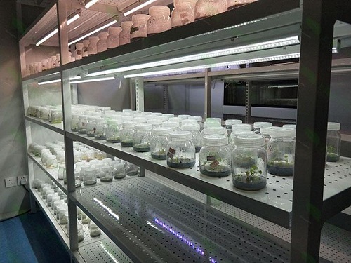 江门植物组织培养实验室设计建设方案